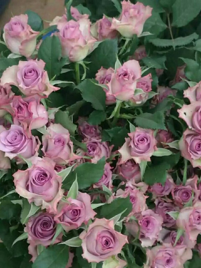 斗南基地发货玫瑰小苗，可做鲜切花种苗，绿化带
