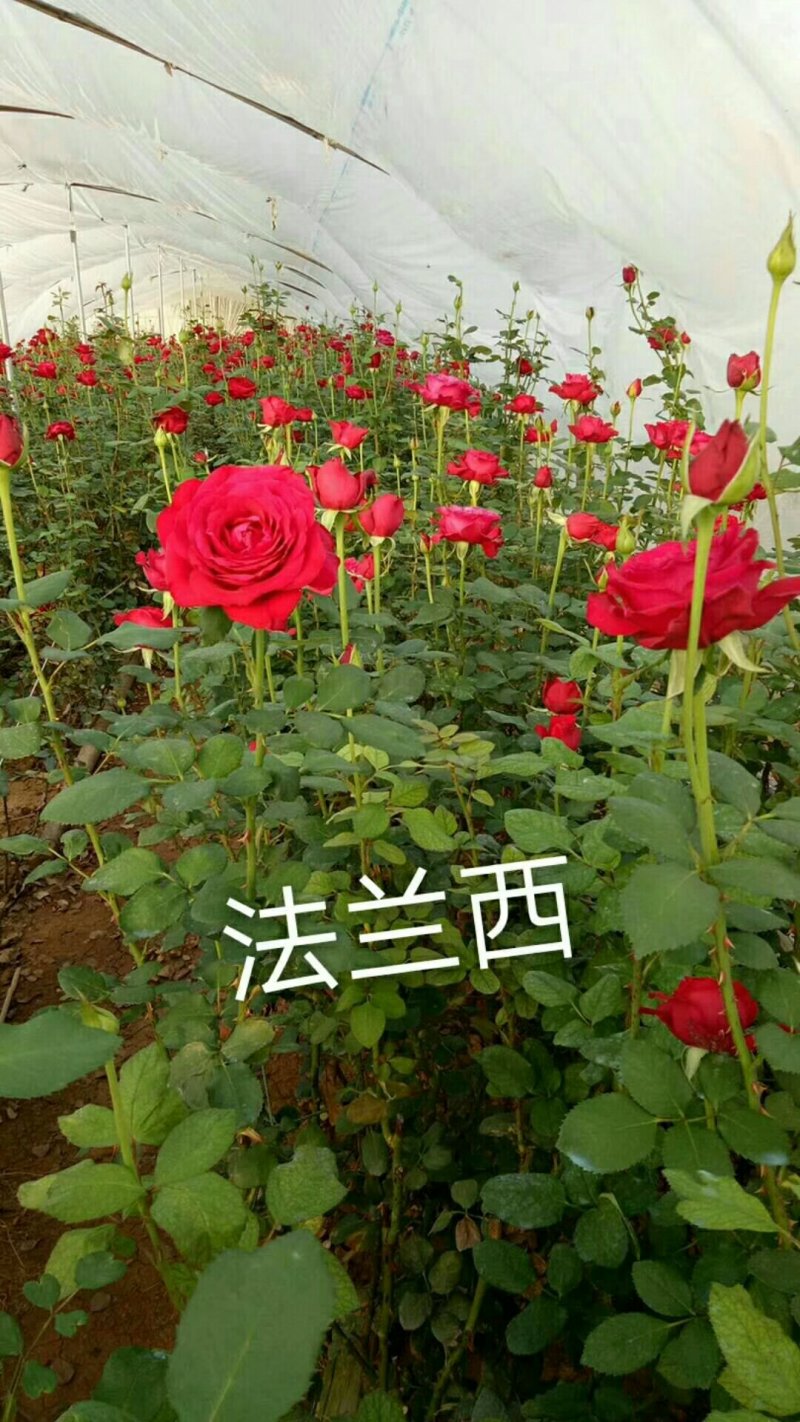 斗南基地发货玫瑰小苗，可做鲜切花种苗，绿化带