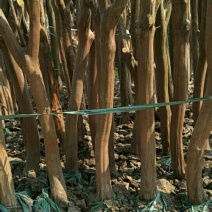 低价出售拆迁占地紫薇3至20公分，每个规格都可以整车装