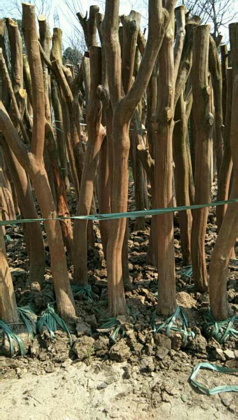 低价出售拆迁占地紫薇3至20公分，每个规格都可以整车装