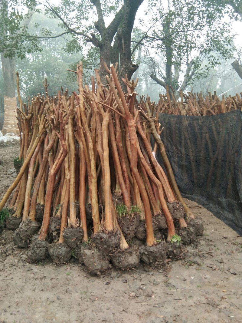 低价出售拆迁占地紫薇3至20公分，每个规格都可以整车装