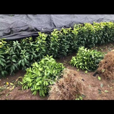 赣南脐橙，温州蜜橘，四季脆皮金桔，桂花树苗