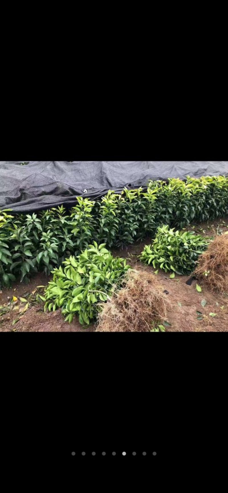 赣南脐橙，温州蜜橘，四季脆皮金桔，桂花树苗