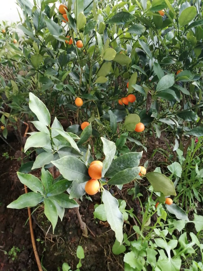 赣南脐橙，温州蜜橘，四季脆皮金桔，桂花树苗