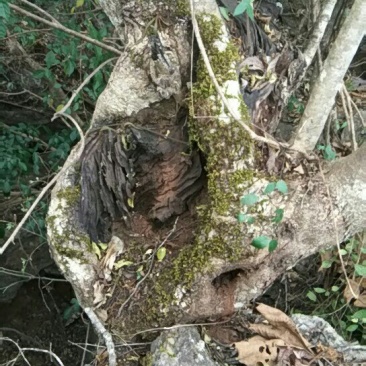 清香木
