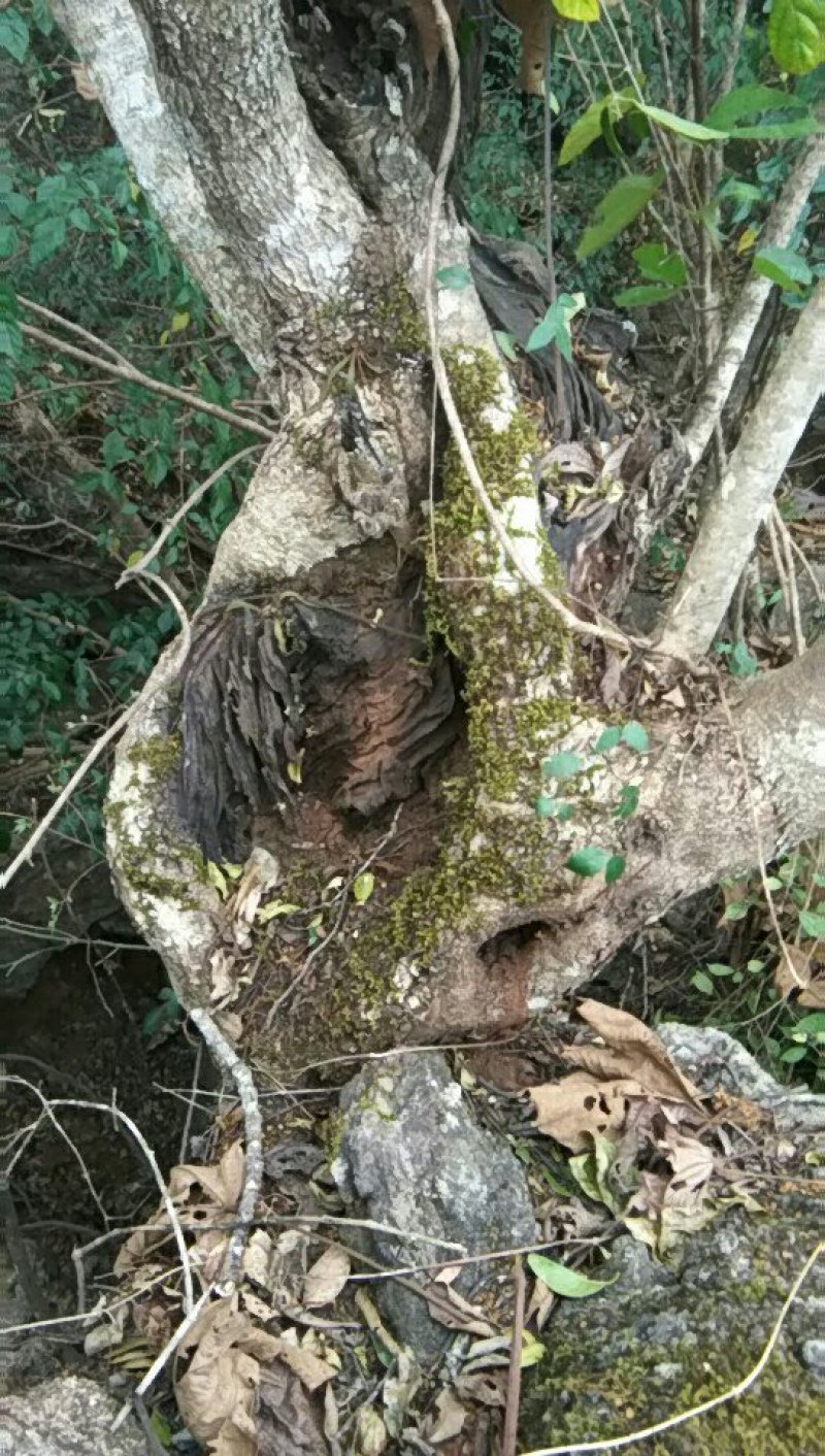清香木