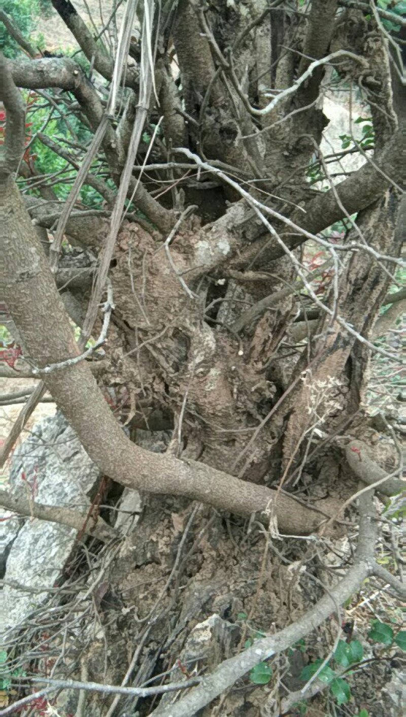 清香木