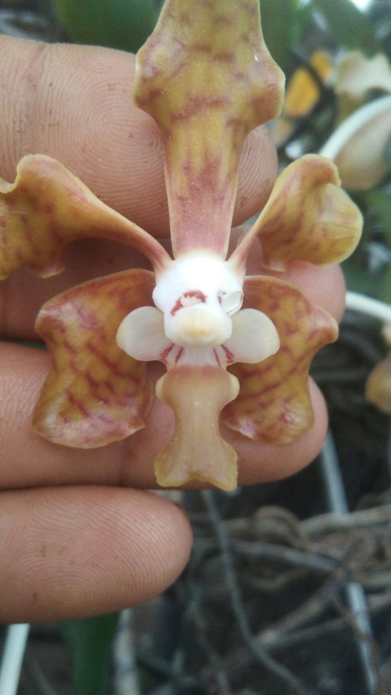 兰花