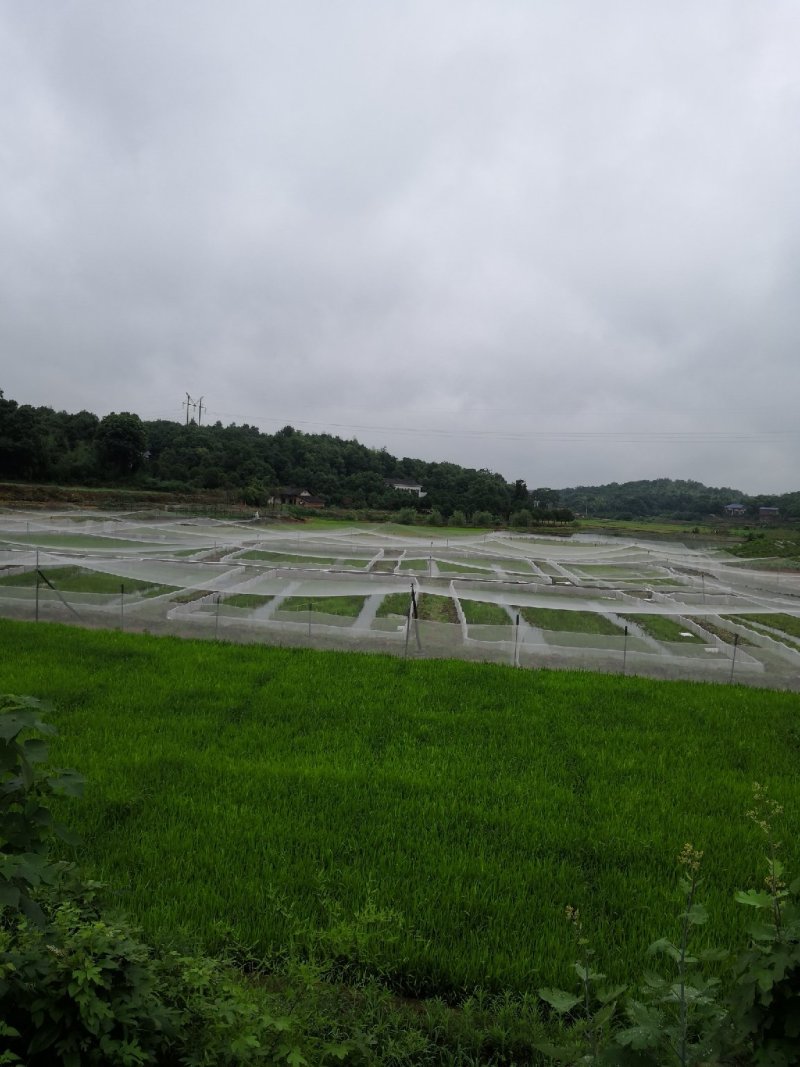 青蛙苗