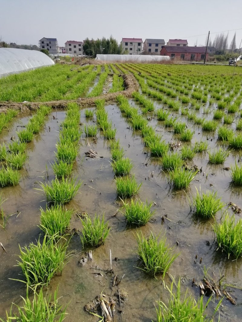 浙茭7号双季茭白种苗，浙江金华直发