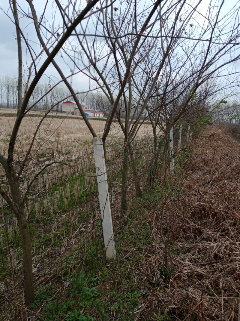 合欢树