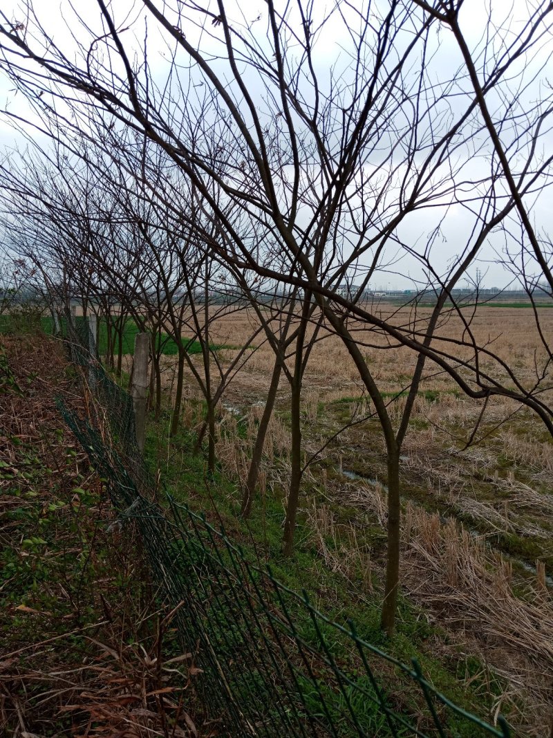 合欢树