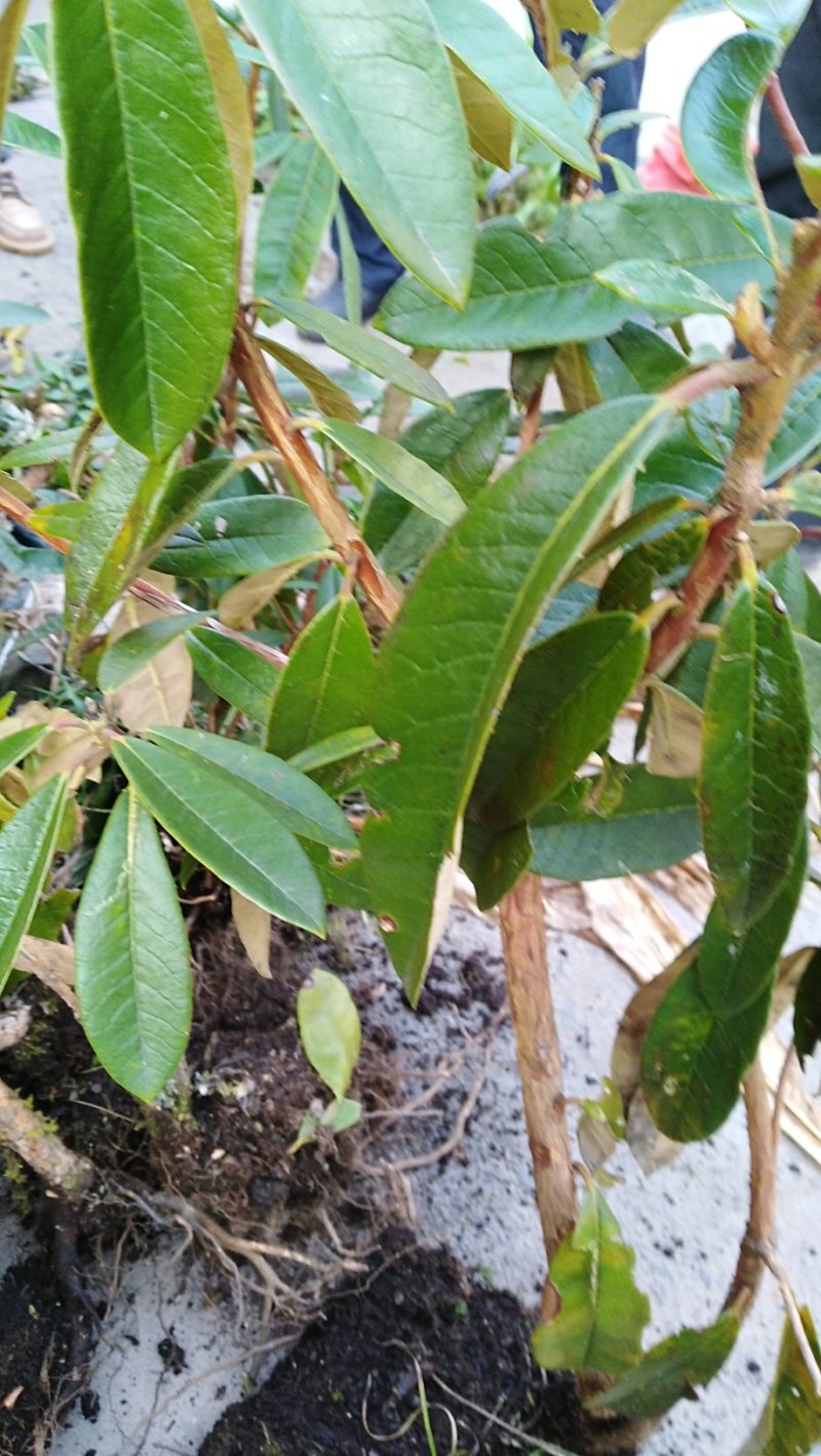 马缨花杜鹃高山杜鹃红色花硬叶