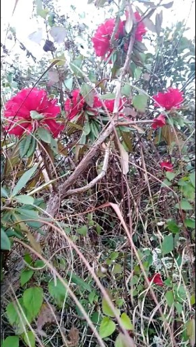 马缨花杜鹃高山杜鹃红色花硬叶