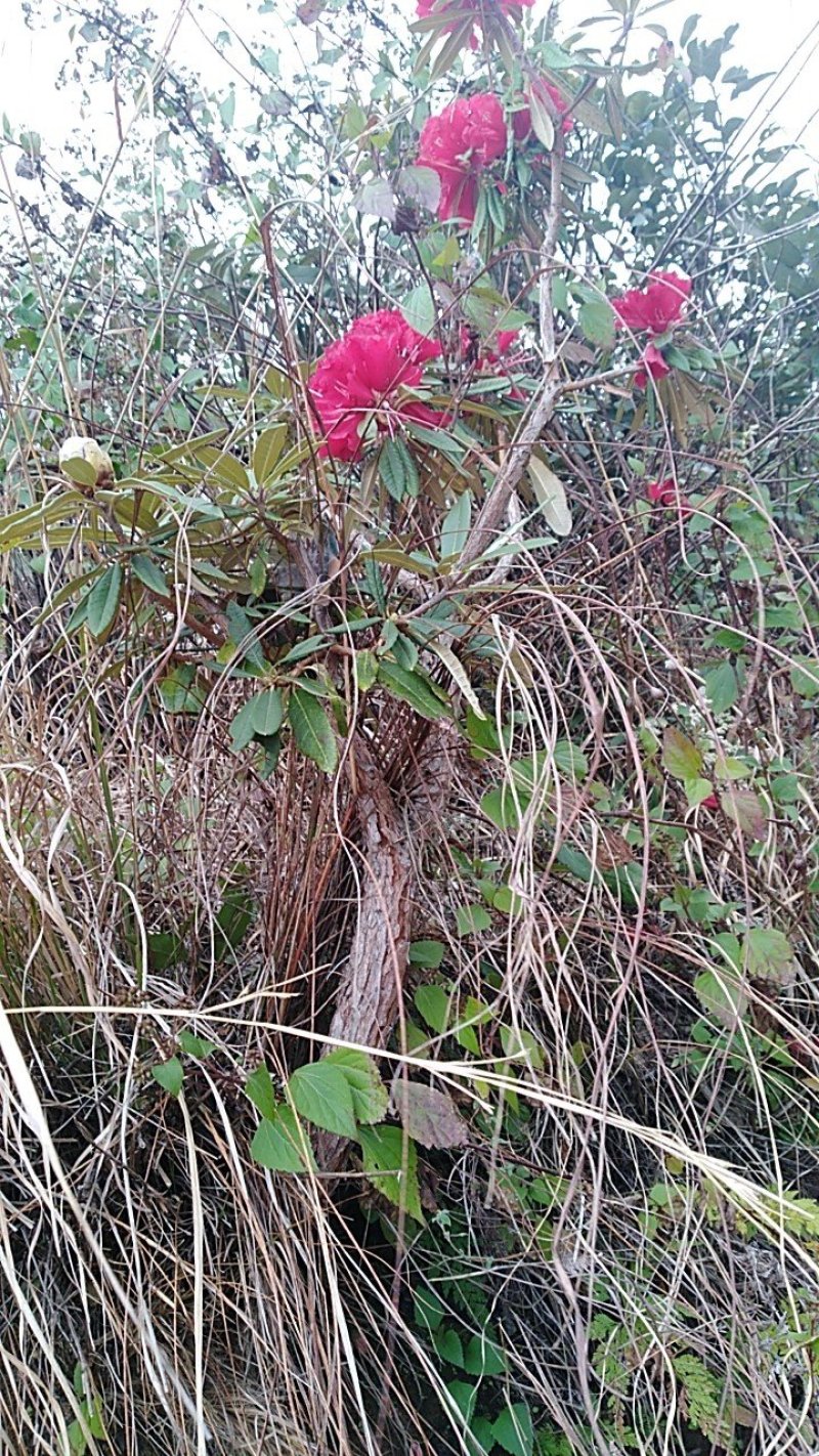 马缨花杜鹃高山杜鹃红色花硬叶