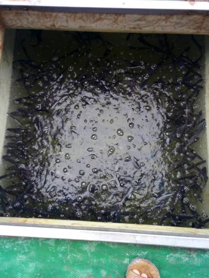 鸭嘴鲟鱼苗批发，鸭嘴鱼苗，匙吻鲟鱼苗技术指导养殖