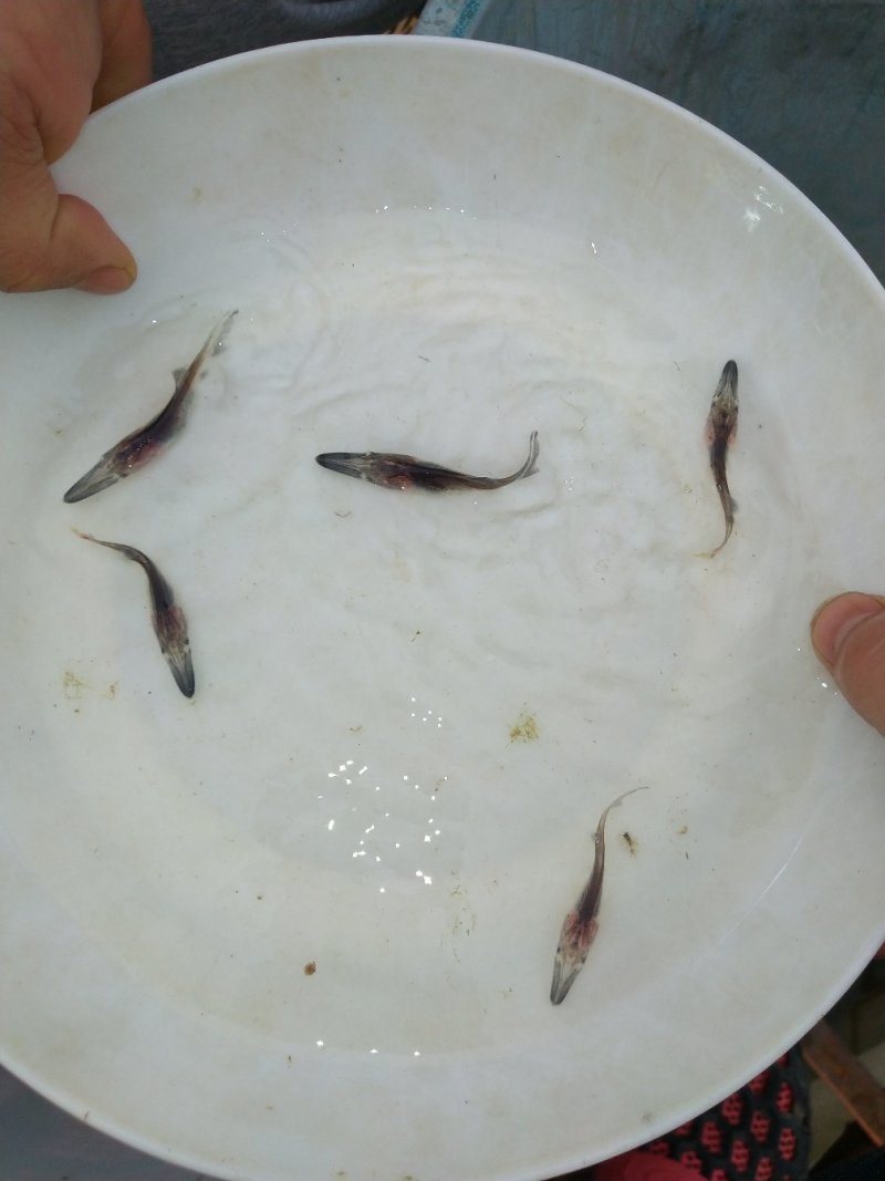 鸭嘴鲟鱼苗批发，鸭嘴鱼苗，匙吻鲟鱼苗技术指导养殖