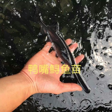 鸭嘴鲟鱼苗批发，鸭嘴鱼苗，匙吻鲟鱼苗技术指导养殖