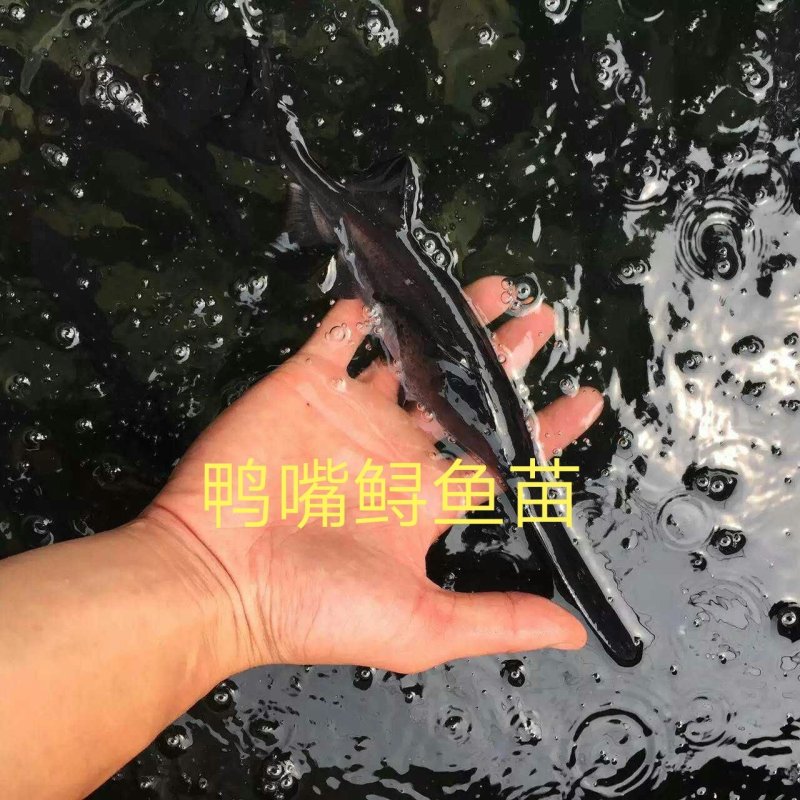 鸭嘴鲟鱼苗批发，鸭嘴鱼苗，匙吻鲟鱼苗技术指导养殖