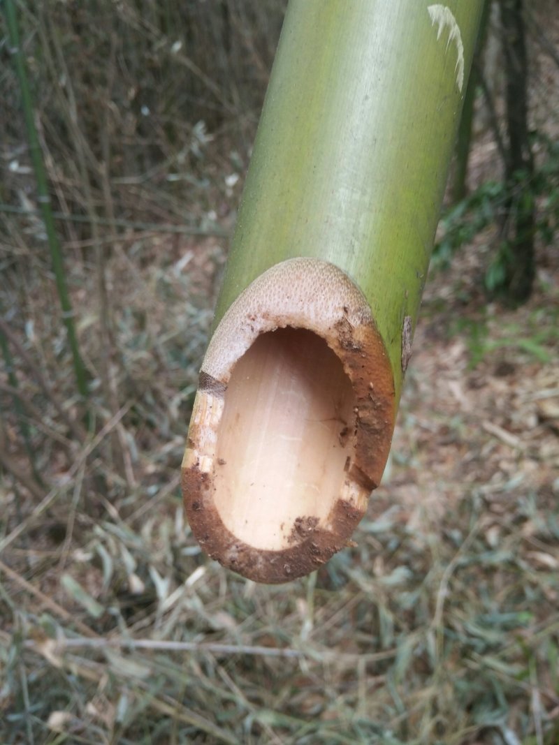 精品苦竹产地直销物美价廉量大从优欢迎来购