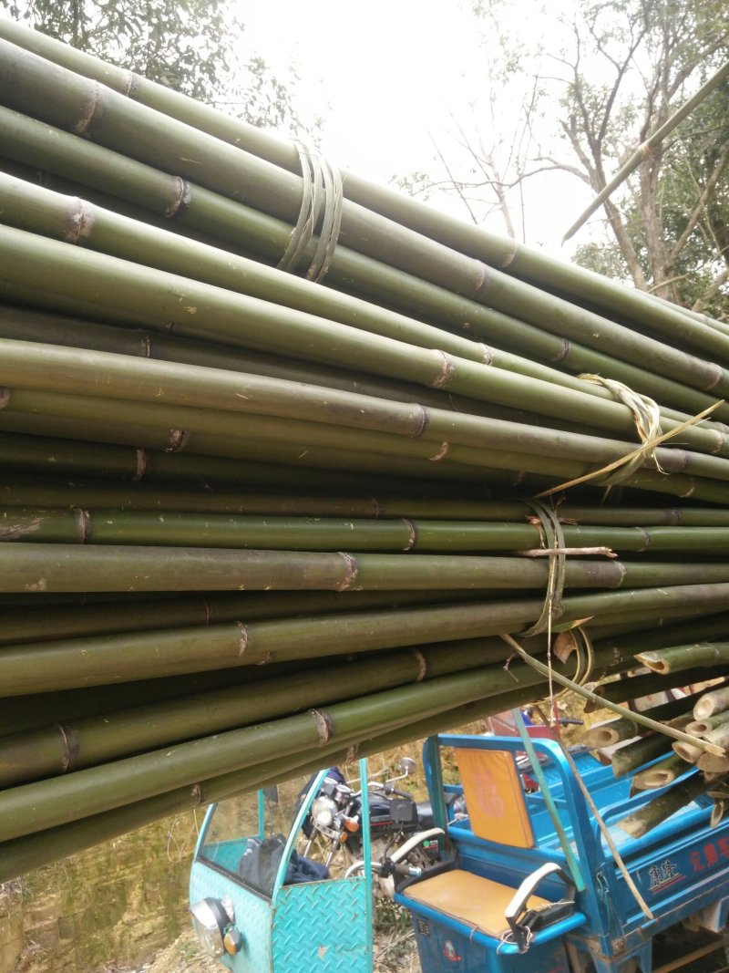 精品苦竹产地直销物美价廉量大从优欢迎来购