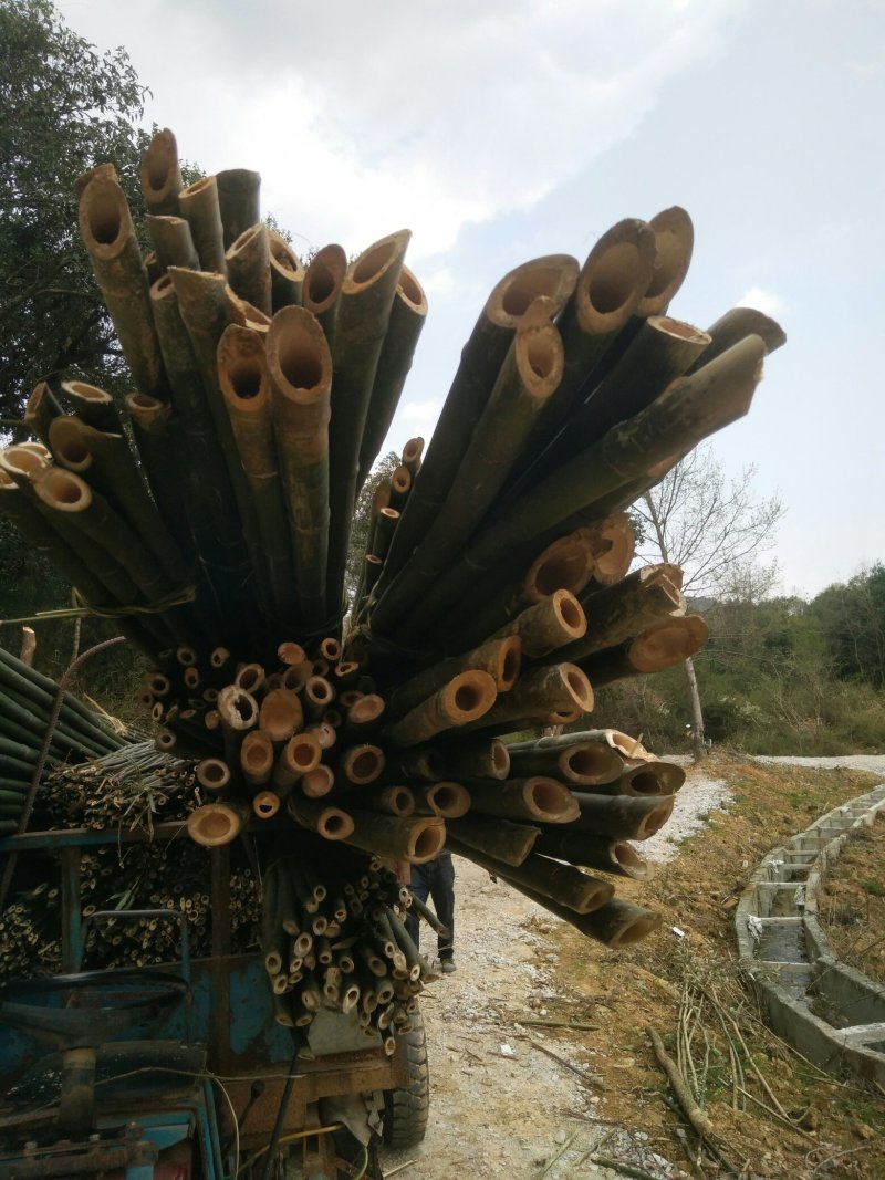 精品苦竹产地直销物美价廉量大从优欢迎来购