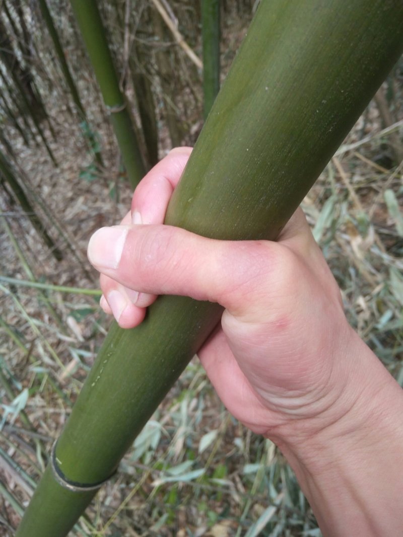 精品苦竹产地直销物美价廉量大从优欢迎来购