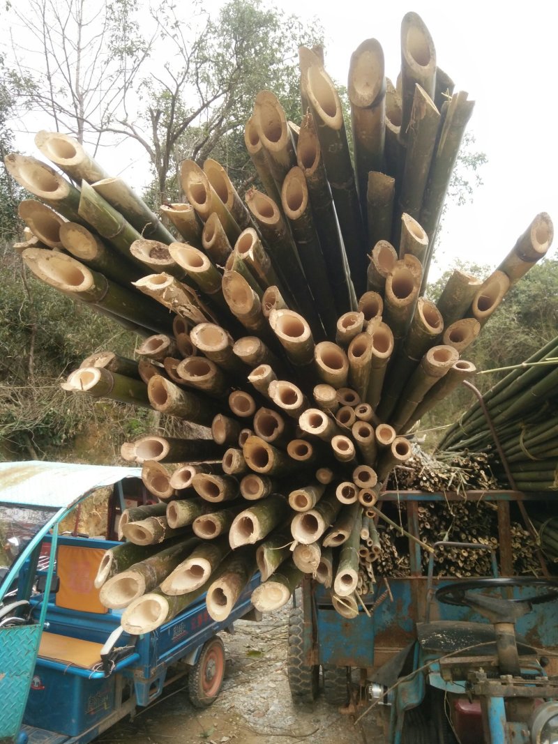 精品苦竹产地直销物美价廉量大从优欢迎来购