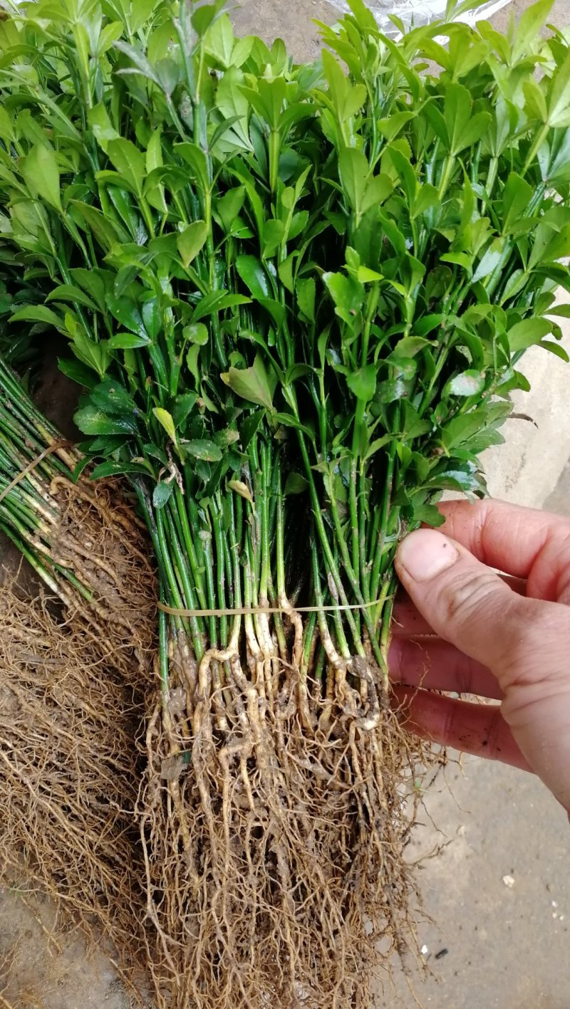 积壳苗积壳奶苗积壳芽苗积壳砧木保湿包邮发货