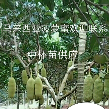 马来一号菠萝蜜中杯苗