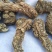当归头甘肃定西岷县当归片头片产地直销500g包邮