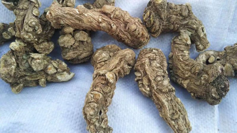 当归头甘肃定西岷县当归片头片产地直销500g包邮