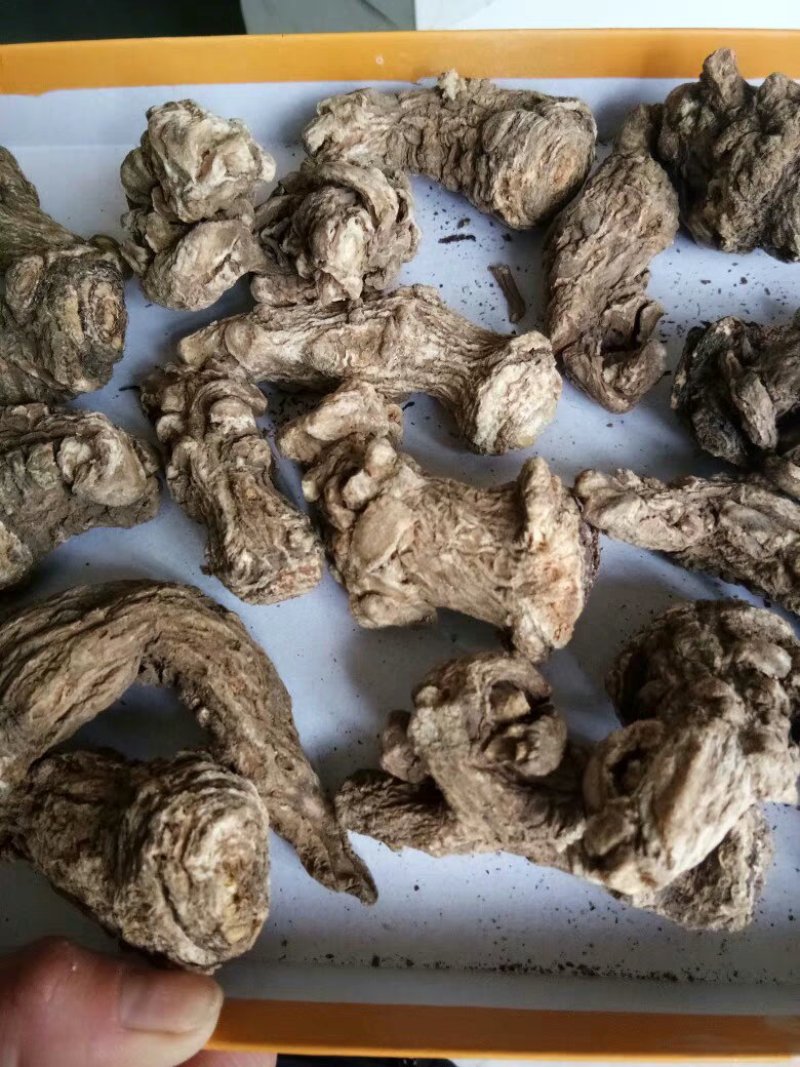 当归头甘肃定西岷县当归片头片产地直销500g包邮