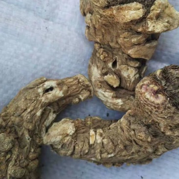 当归头甘肃定西岷县当归片头片产地直销500g包邮