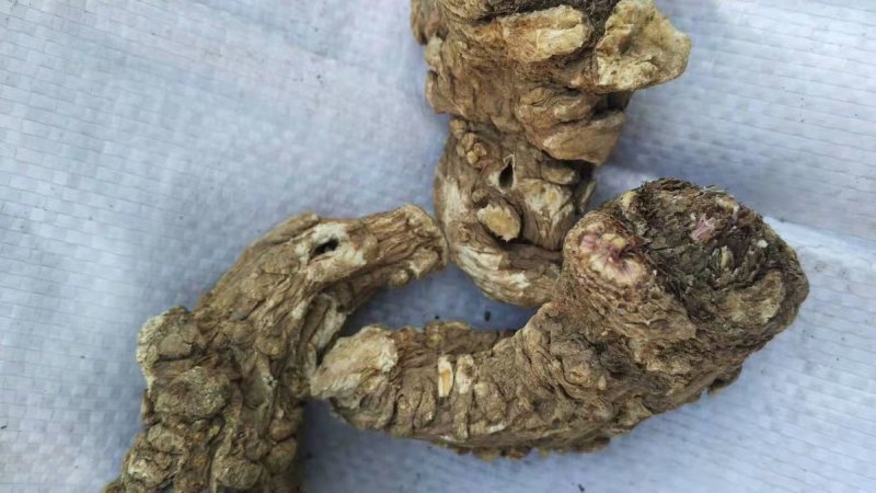 当归头甘肃定西岷县当归片头片产地直销500g包邮