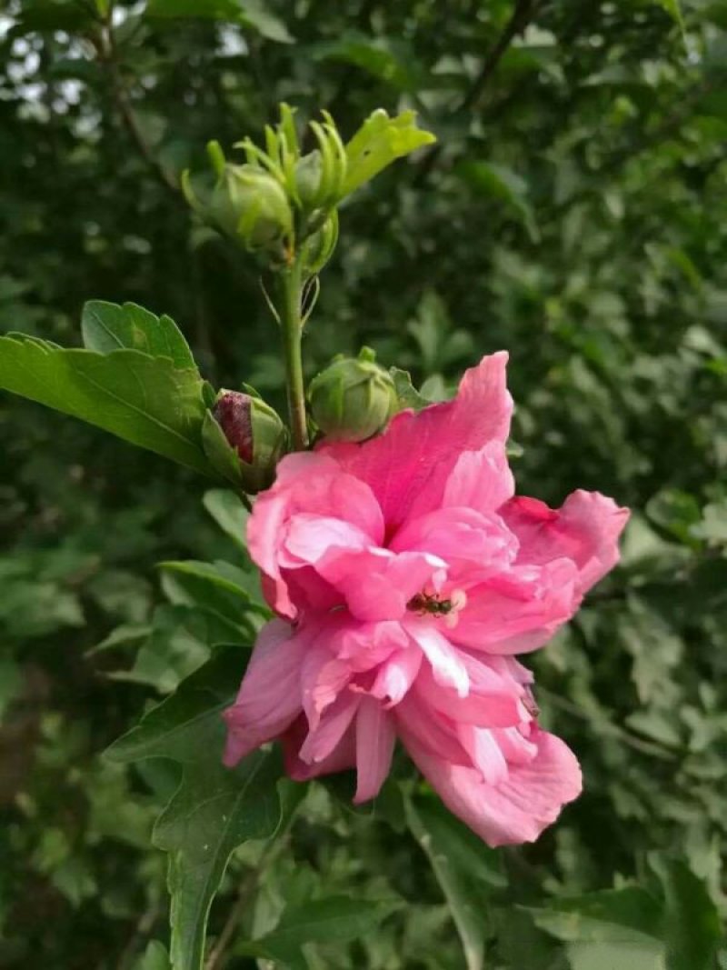 木槿小苗的优点是根系发达，须根多，杆茎笔直圆满，梢头明显