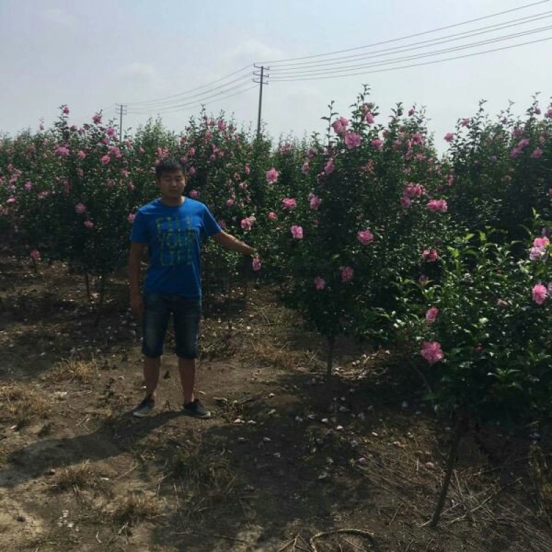 木槿小苗的优点是根系发达，须根多，杆茎笔直圆满，梢头明显