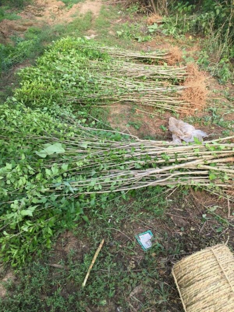 木槿小苗的优点是根系发达，须根多，杆茎笔直圆满，梢头明显