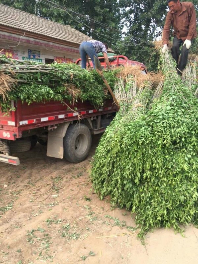 木槿小苗的优点是根系发达，须根多，杆茎笔直圆满，梢头明显