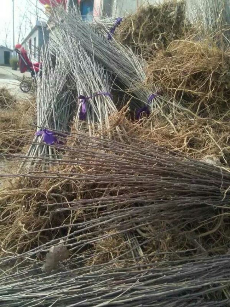 木槿小苗的优点是根系发达，须根多，杆茎笔直圆满，梢头明显