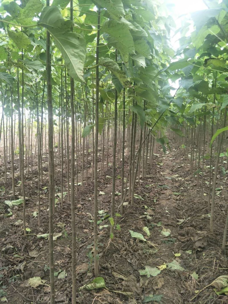 楸树苗10万棵当年苗净地