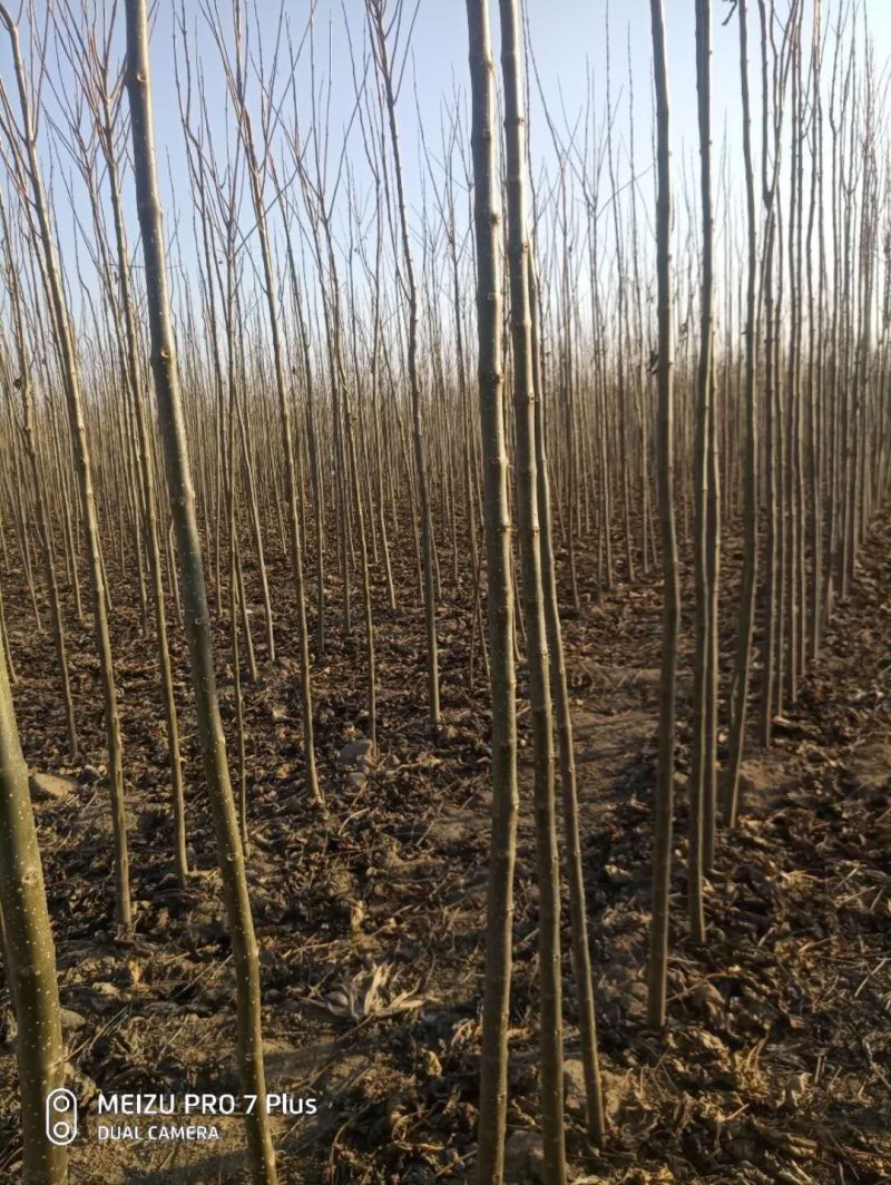 楸树苗10万棵当年苗净地