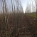 楸树苗10万棵当年苗净地