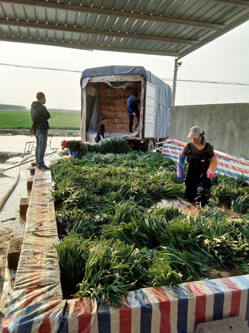 精品蒜苗大棚陆地红根蒜苗苏北万亩大蒜主产区