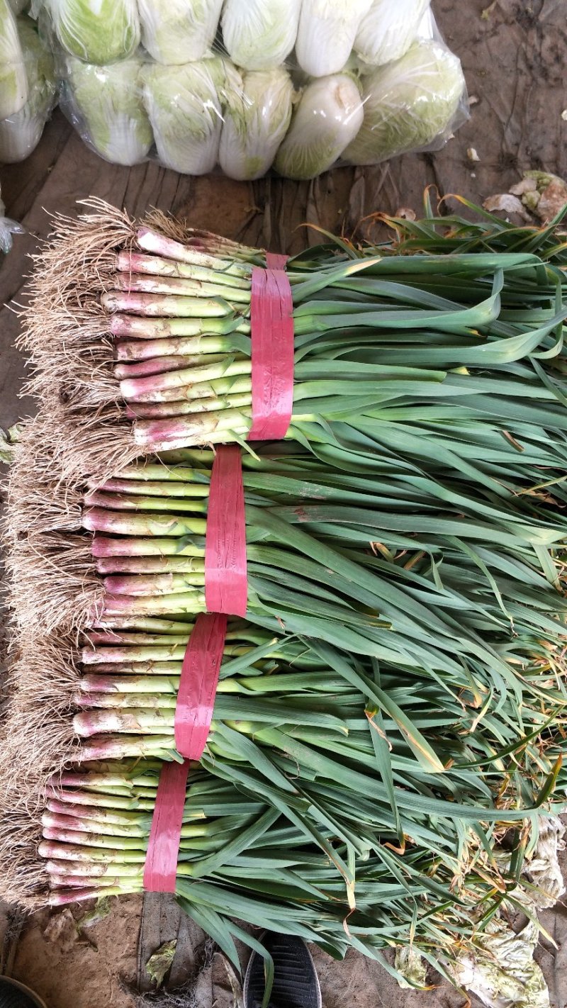 红根蒜苗，青蒜40~45cm，全国发货，质量保证