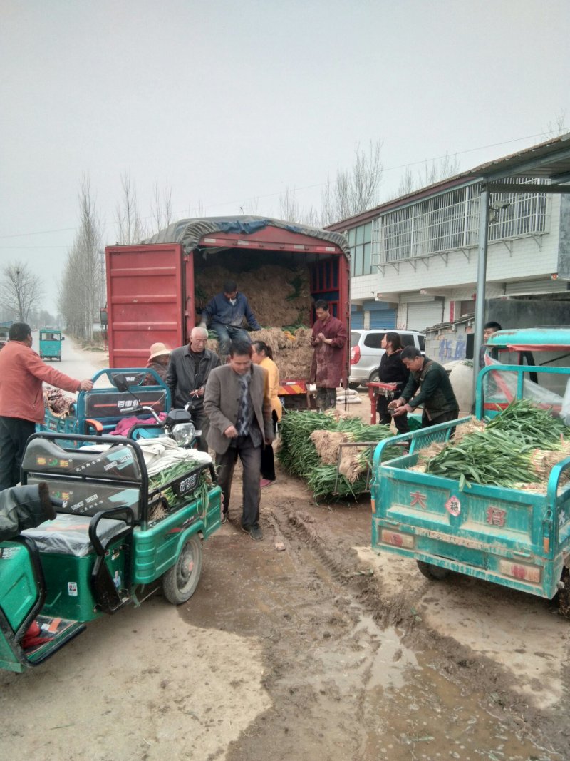 大棚陆地红根蒜苗苏北万亩大蒜主产区货源充足保质保量