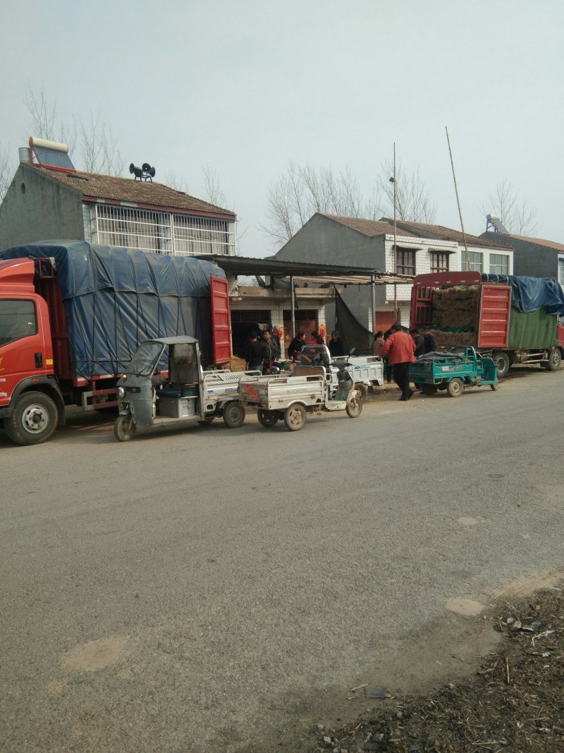 大棚陆地红根蒜苗苏北万亩大蒜主产区货源充足保质保量