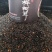 桦树茸颗粒，桦树茸黑晶，一瓶250克，