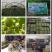 广西罗汉果真空脱水果芯茶果仁果肉茶招商批发均可