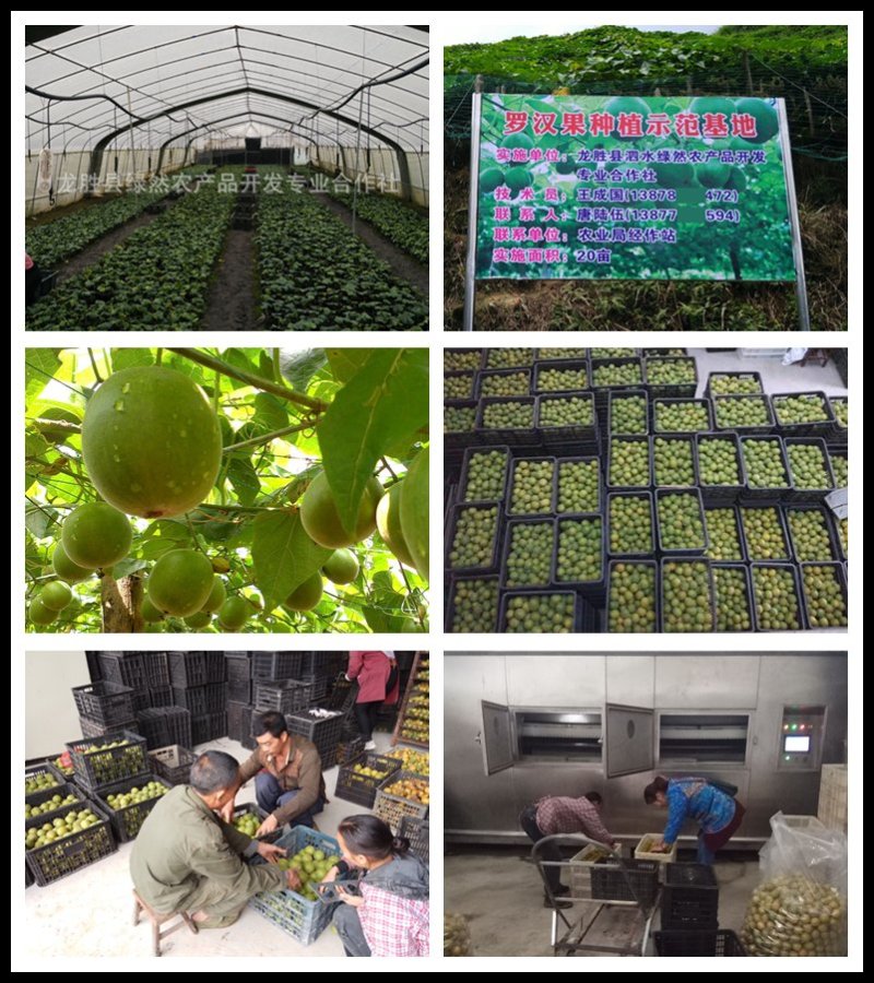 广西罗汉果真空脱水果芯茶果仁果肉茶招商批发均可